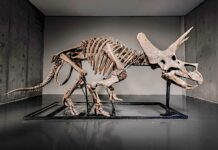 Subastarán esqueleto de Triceratops en EU