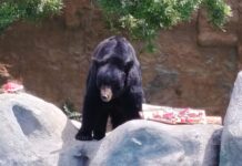 Celebran saltillenses cumpleaños de osos negros Capi y Camila en el Museo del Desierto