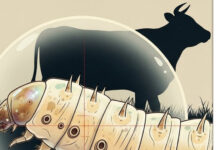 Alcanza a Coahuila el gusano barrenador