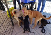 Alistan agrupaciones protectoras el evento «Échanos una patita Fest», será el 31 de mayo