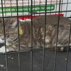 Concretan más de 180 adopciones de perros y gatos rescatados en la Ruta Recreativa