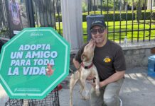 Concretan más de 180 adopciones de perros y gatos rescatados en la Ruta Recreativa