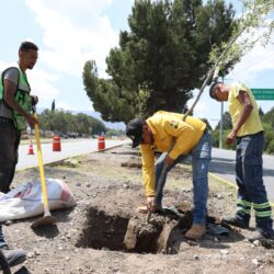 Extiende Javier Díaz programa de reforestación por todo Saltillo