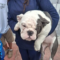 Fortalece Ramos Arizpe acciones permanentes de bienestar animal