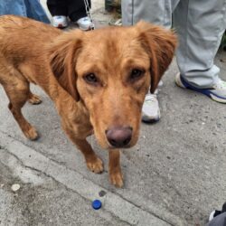 Fortalece Ramos Arizpe acciones permanentes de bienestar animal1