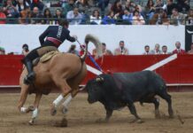 Impulsa Morena proteger la tauromaquia, los palenques y el mariachi, pero en Jalisco