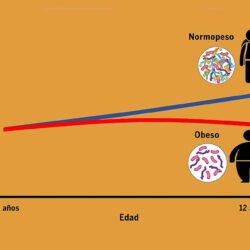 Leche de madres con obesidad y sobrepeso impacta microbiota intestinal de sus recién nacidos