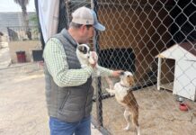 Logran más de 120 adopciones de perros en lo que va del año en Saltillo