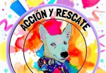 Pega falta de alimentos y personal voluntario a asociación protectora “Acción y Rescate”