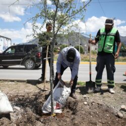 Refuerza Ayuntamiento acciones de reforestación al sur de Saltillo