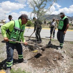 Refuerza Ayuntamiento acciones de reforestación al sur de Saltillo3