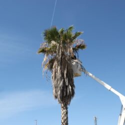 Refuerza Ayuntamiento acciones de reforestación al sur de Saltillo5