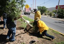 Refuerza Javier Díaz reforestación en vialidades y espacios públicos de Saltillo