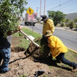 Refuerza Javier Díaz reforestación en vialidades y espacios públicos de Saltillo