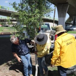 Refuerza Javier Díaz reforestación en vialidades y espacios públicos de Saltillo4