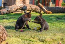 Capi y Camila: los osos que fueron rescatados de un incendio y cumplen 15 años en el MUDE