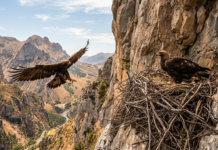 La Conanp da a conocer el hallazgo de un nido de águila real en Ocampo, Coahuila