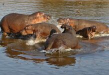 Multimillonario hindú ofrece salvar a los hipopótamos de Pablo Escobar