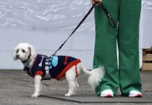 Tips para proteger a tus mascotas del calor