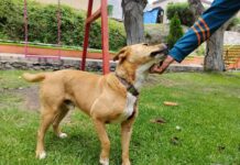 Con jornadas de desparasitación de mascotas, buscan evitar contagio de enfermedades de animales a humanos