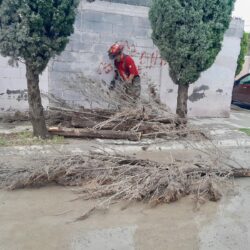 Fuertes lluvias dejan árboles colapsados y activan operativos en Ramos Arizpe