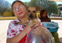 Invitan a jornada de esterilización gratuita para perros y gatos en Ramos Arizpe