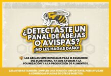 Llaman en Saltillo a proteger panales de abejas y avispas; piden reportarlos al 072