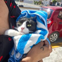 Más de 500 mascotas atendidas en jornadas de salud animal en Ramos Arizpe3