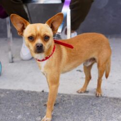 Más de 500 mascotas atendidas en jornadas de salud animal en Ramos Arizpe5