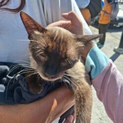 Más de 500 mascotas atendidas en jornadas de salud animal en Ramos Arizpe6
