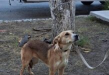 Mascotas reciben con éxito atención médica gratuita en Ramos Arizpe