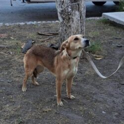 Mascotas reciben con éxito atención médica gratuita en Ramos Arizpe