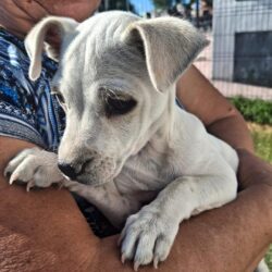 Mascotas reciben con éxito atención médica gratuita en Ramos Arizpe2