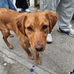 Mascotas reciben con éxito atención médica gratuita en Ramos Arizpe3