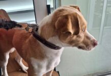 Promueven en Ramos, una mejor atención para mejorar el bienestar de perros y gatos
