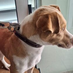 Promueven en Ramos, una mejor atención para mejorar el bienestar de perros y gatos
