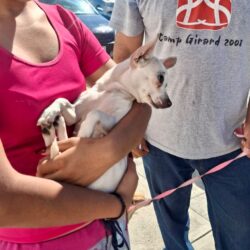 Promueven en Ramos, una mejor atención para mejorar el bienestar de perros y gatos1