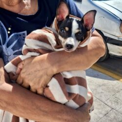 Promueven en Ramos, una mejor atención para mejorar el bienestar de perros y gatos2