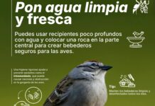 ¿Quieres ayudar a las aves en esta temporada de calor? Coloca recipientes de agua fresca en tu casa