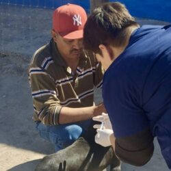 Vacunan y protegen a más de 300 mascotas en ejidos de Ramos Arizpe
