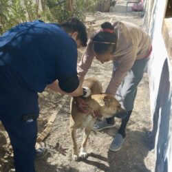 Vacunan y protegen a más de 300 mascotas en ejidos de Ramos Arizpe1