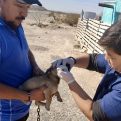 Vacunan y protegen a más de 300 mascotas en ejidos de Ramos Arizpe2