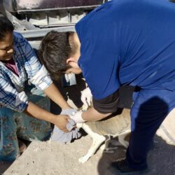 Vacunan y protegen a más de 300 mascotas en ejidos de Ramos Arizpe5