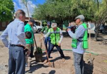 Van más de cinco mil árboles plantados en espacios urbanos de Saltillo en este 2026