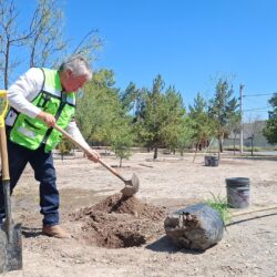 Van más de cinco mil árboles plantados en espacios urbanos de Saltillo en este 20262