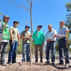 Van más de cinco mil árboles plantados en espacios urbanos de Saltillo en este 20263
