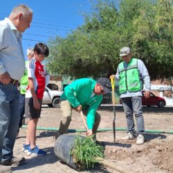 Van más de cinco mil árboles plantados en espacios urbanos de Saltillo en este 20264