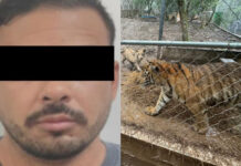 Capturan a líder de célula del Cártel del Noreste; decomisan 7 tigres