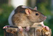 Hantavirus: qué es, cómo se transmite y por qué preocupa a las autoridades sanitarias
