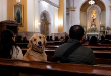 Polémica en Zúrich: Iglesia analiza caso de Eucaristía compartida con mascotas